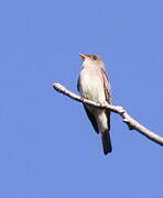 Eastern Wood Pewee