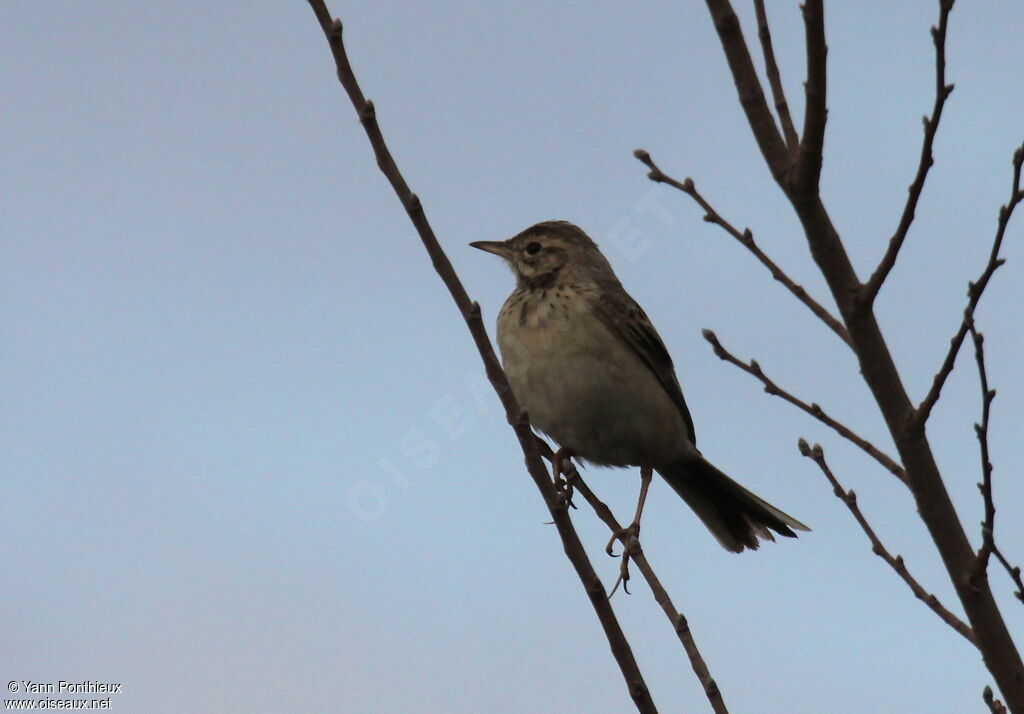 Richard's Pipit