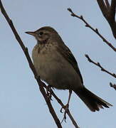 Richard's Pipit