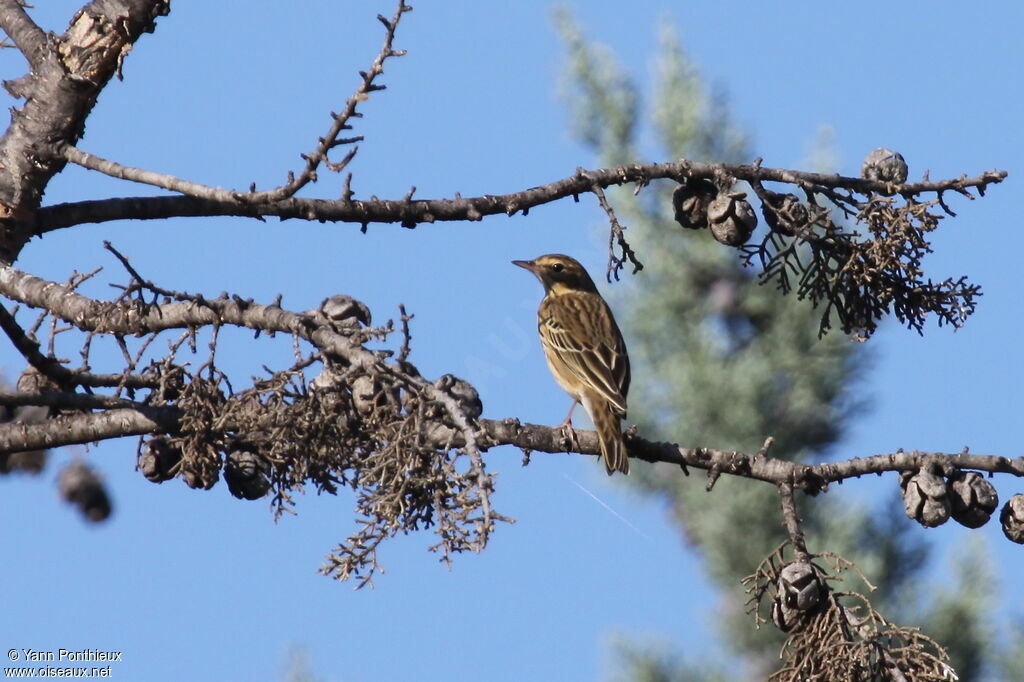 Tree Pipit