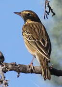 Tree Pipit