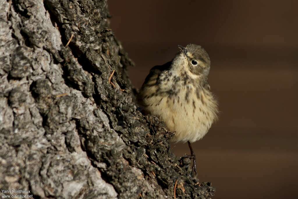 Buff-bellied Pipitadult, close-up portrait