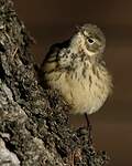 Pipit farlousane