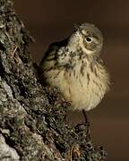 Buff-bellied Pipit