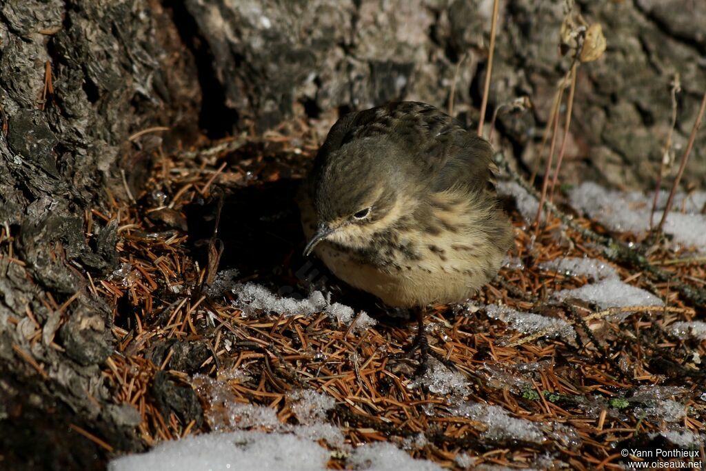 Buff-bellied Pipit