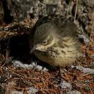 Pipit farlousane