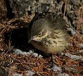 Pipit farlousane