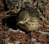 Pipit farlousane