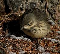 Buff-bellied Pipit