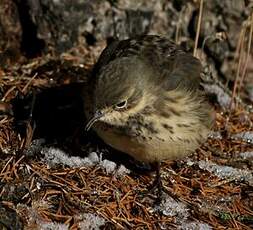 Pipit farlousane