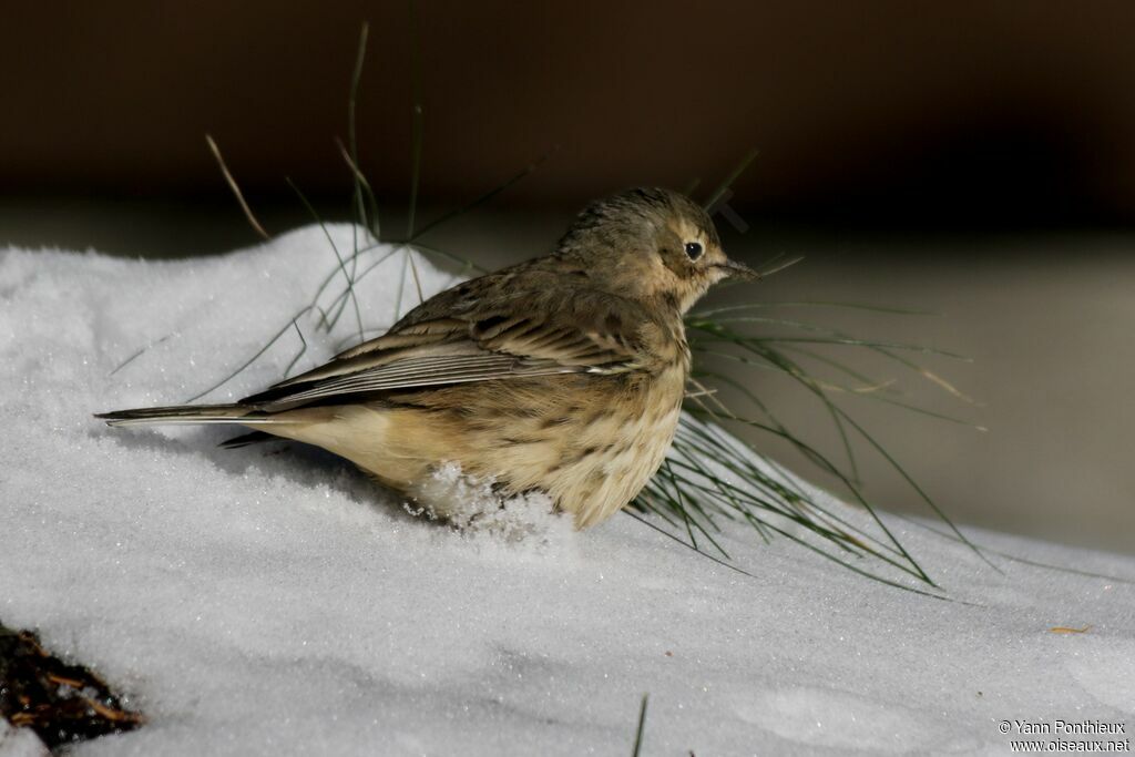 Buff-bellied Pipit