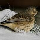 Pipit farlousane