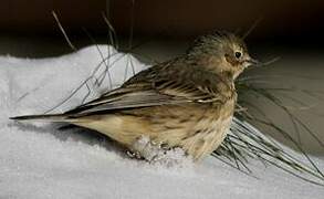 Buff-bellied Pipit