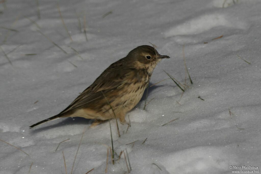 Buff-bellied Pipit