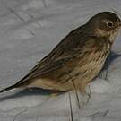 Pipit farlousane