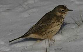 Buff-bellied Pipit