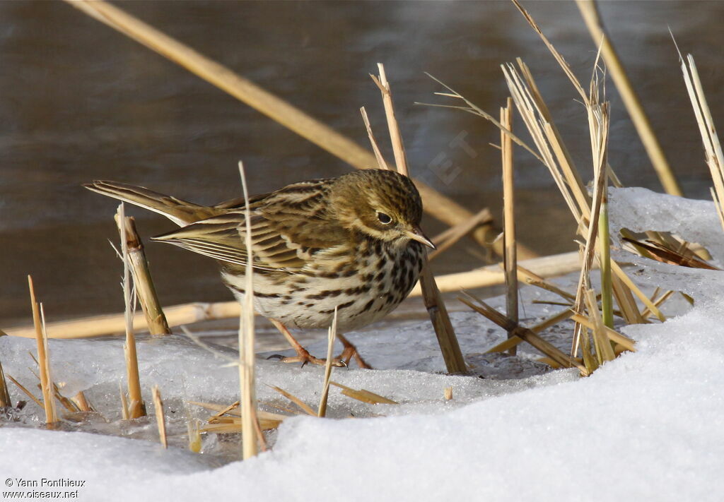 Pipit farlouse