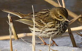 Pipit farlouse