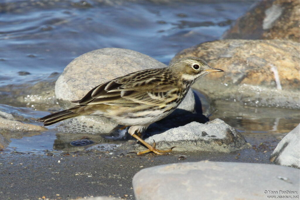 Meadow Pipit