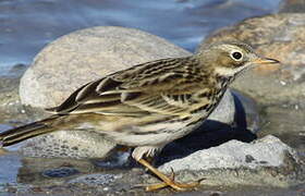 Pipit farlouse