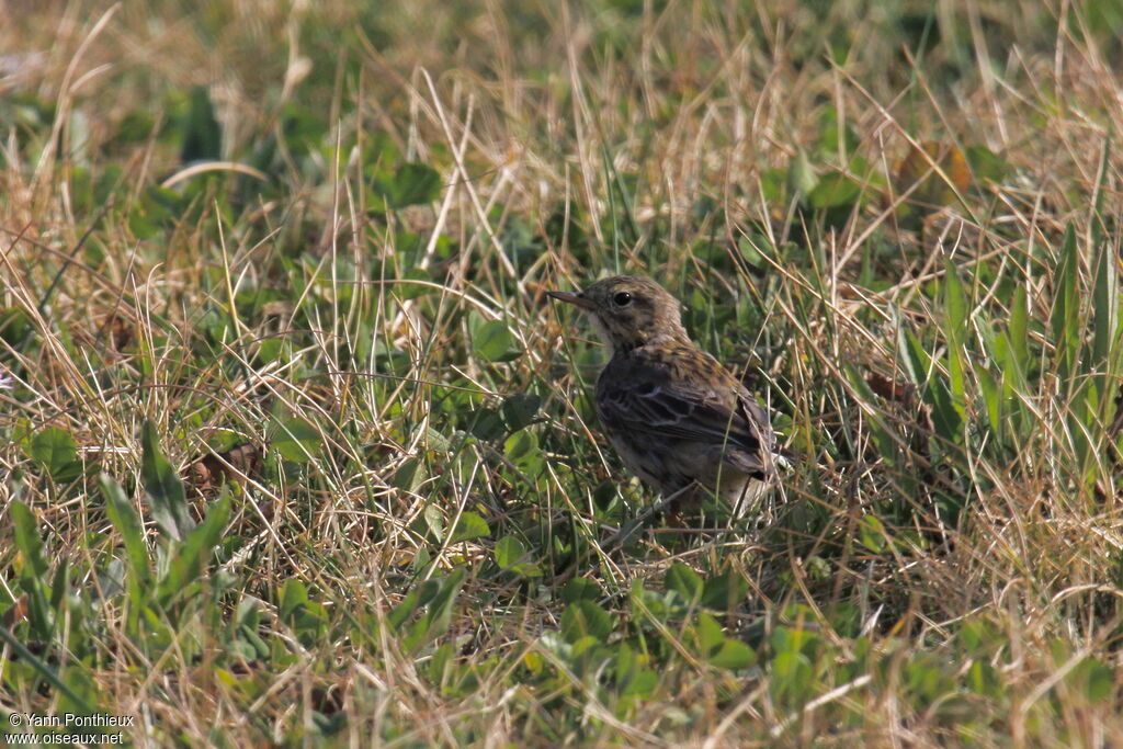 Meadow Pipit