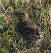 Pipit farlouse