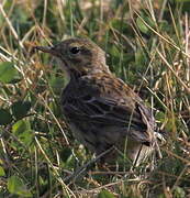 Meadow Pipit