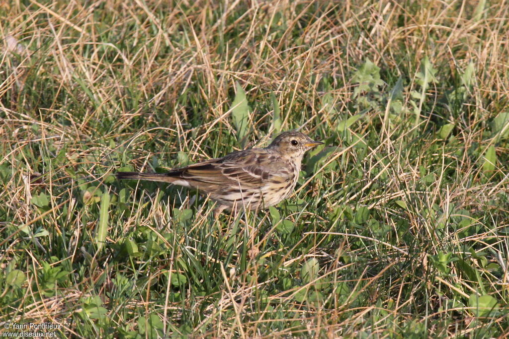 Pipit farlouse