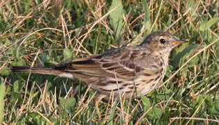 Meadow Pipit