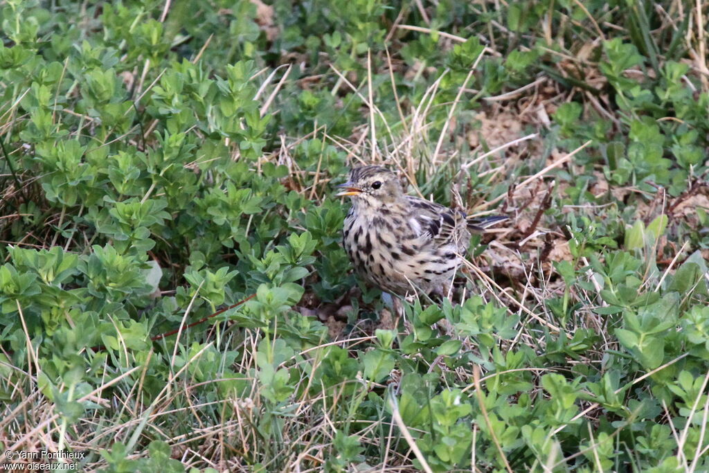 Pipit farlouse