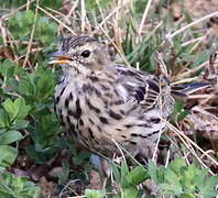 Meadow Pipit