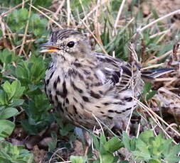 Pipit farlouse