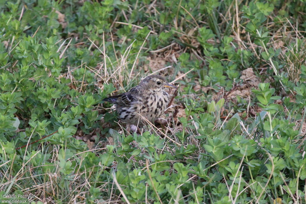 Meadow Pipit