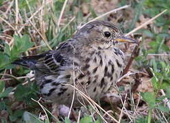 Pipit farlouse