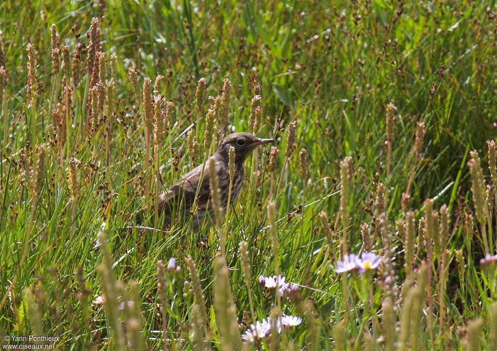 European Rock Pipit