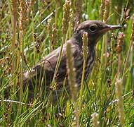 Eurasian Rock Pipit