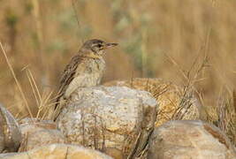 Tawny Pipit