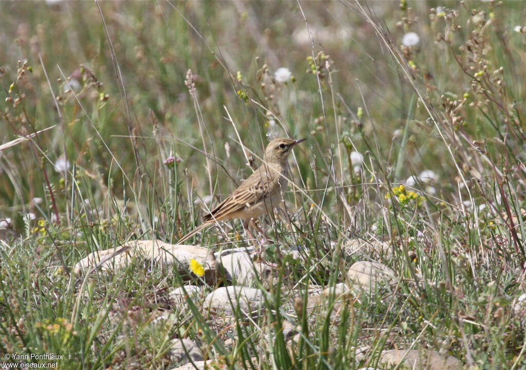 Pipit rousseline