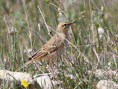 Tawny Pipit