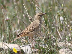 Pipit rousseline