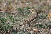 Pipit rousseline