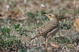 Pipit rousseline