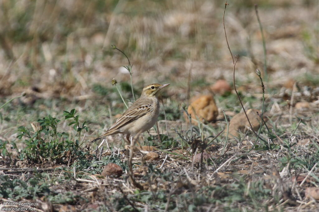 Pipit rousseline