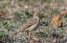 Pipit rousseline