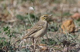 Tawny Pipit