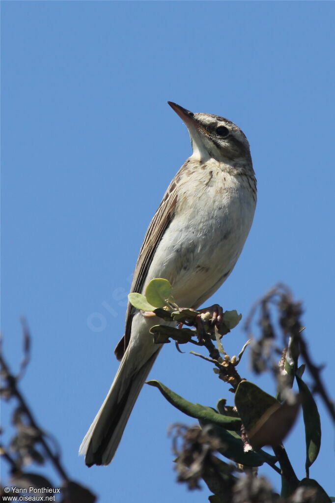 Tawny Pipit