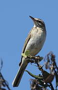 Tawny Pipit