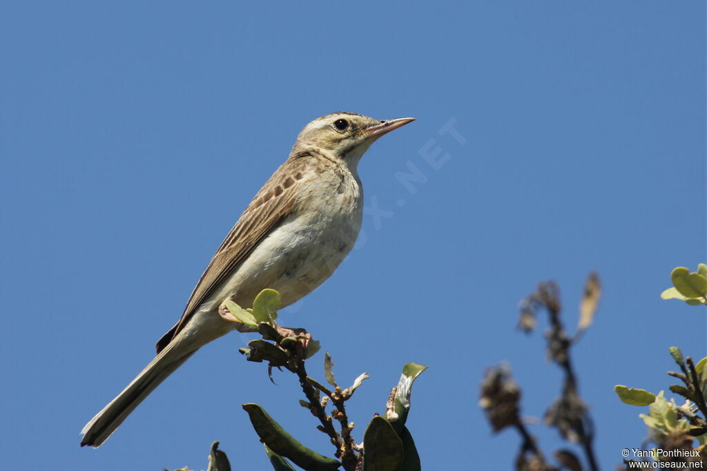 Pipit rousseline