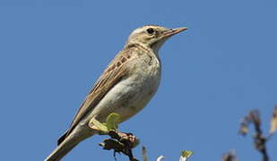 Tawny Pipit