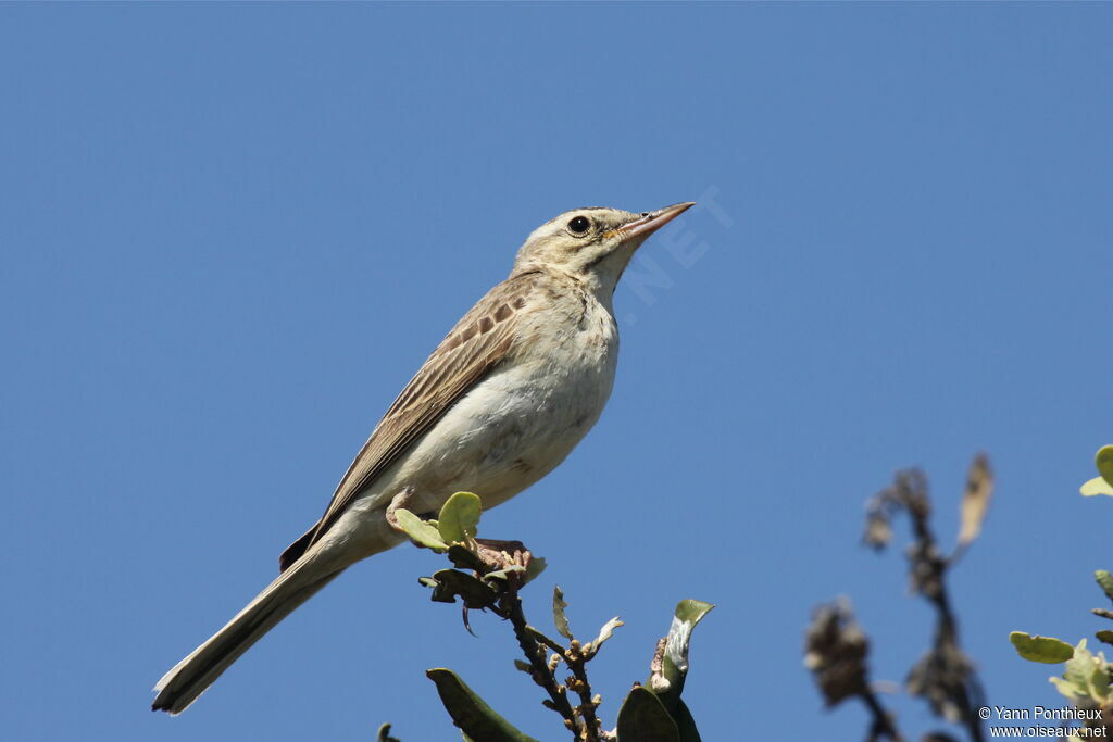 Pipit rousseline